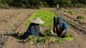 Tütüncü Ailesi – Bagan’da Geleneksel Yaşamın İzleri