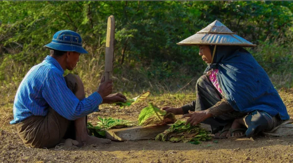 Tütüncü Ailesi II – Bagan’da Geleneksel Emek Anı
